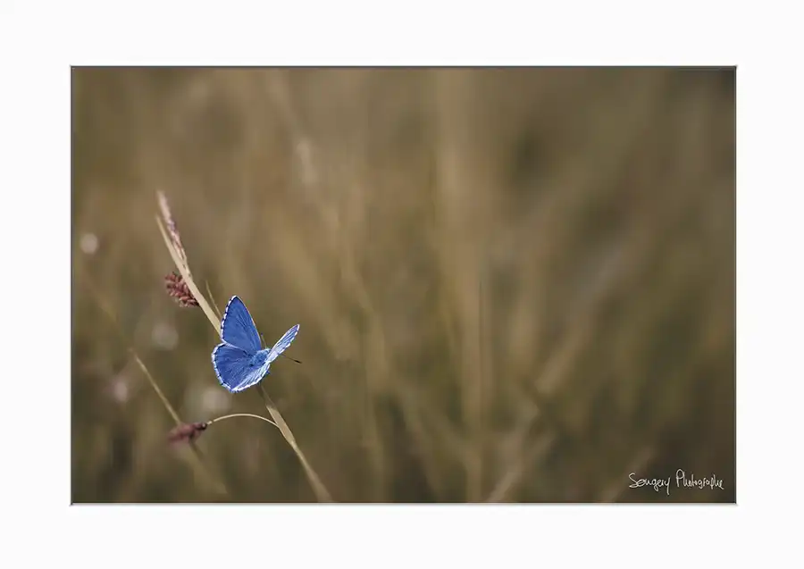 Lysandra bellargus - Photographie du papillon azuré lysandra bellargus dans le Jura par Songery