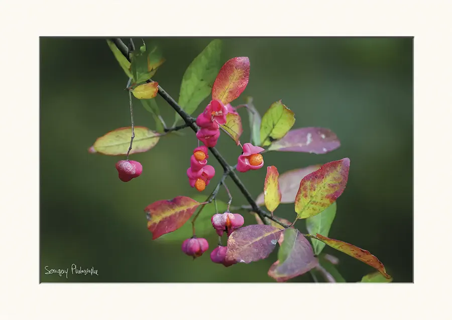 Fusain - Photographie d'un arbre fusain dans le Jura par Songery
