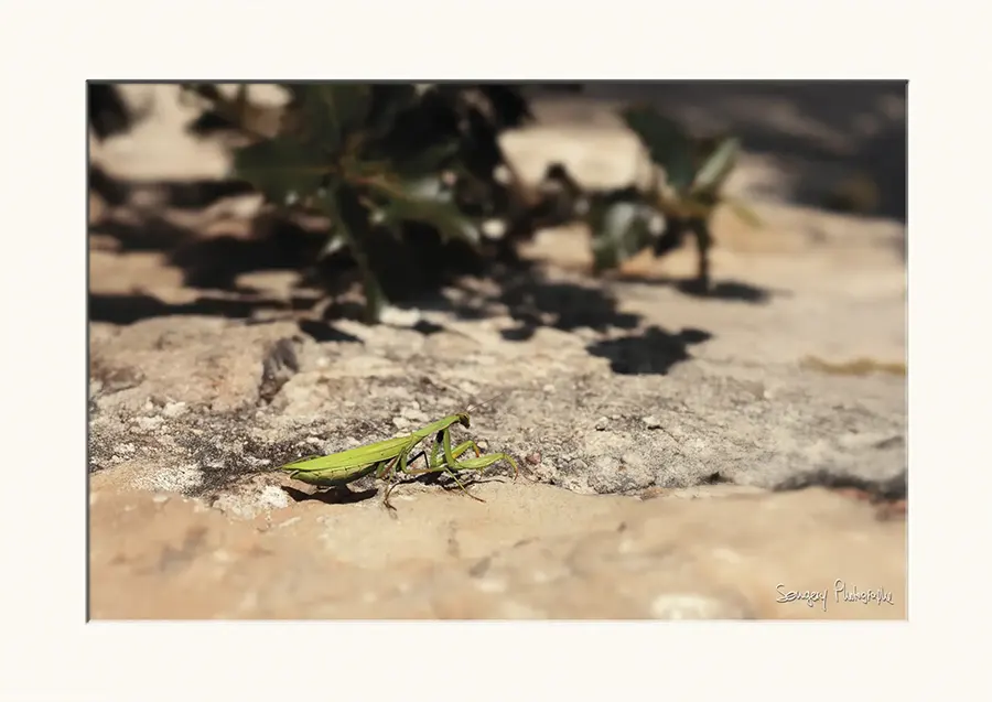 Mantis religiosa - Photographie d'une mante religieuse dans l'Ain par Songery