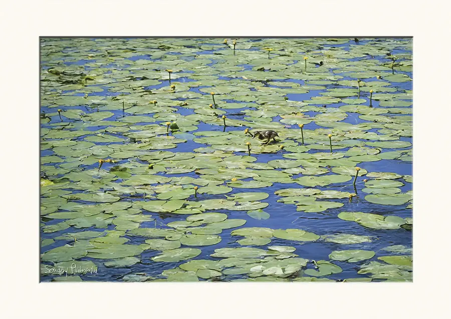 Marcher sur l'eau - Photographie d'un canard sur un nénuphar dans le Jura par Songery