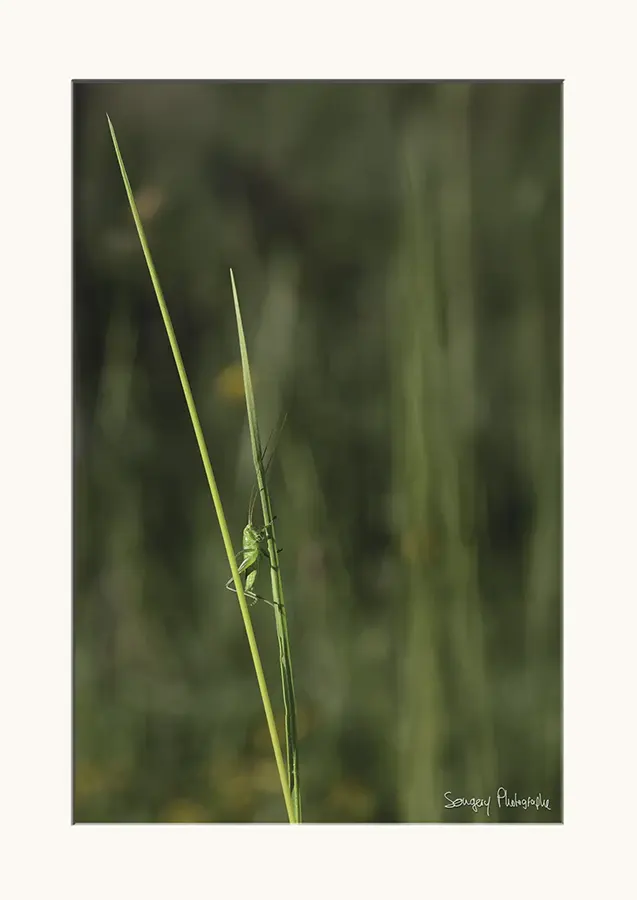 Tettigonia viridissima - Photographie d'une sauterelle Tettigonia viridissima dans le Jura par Songery