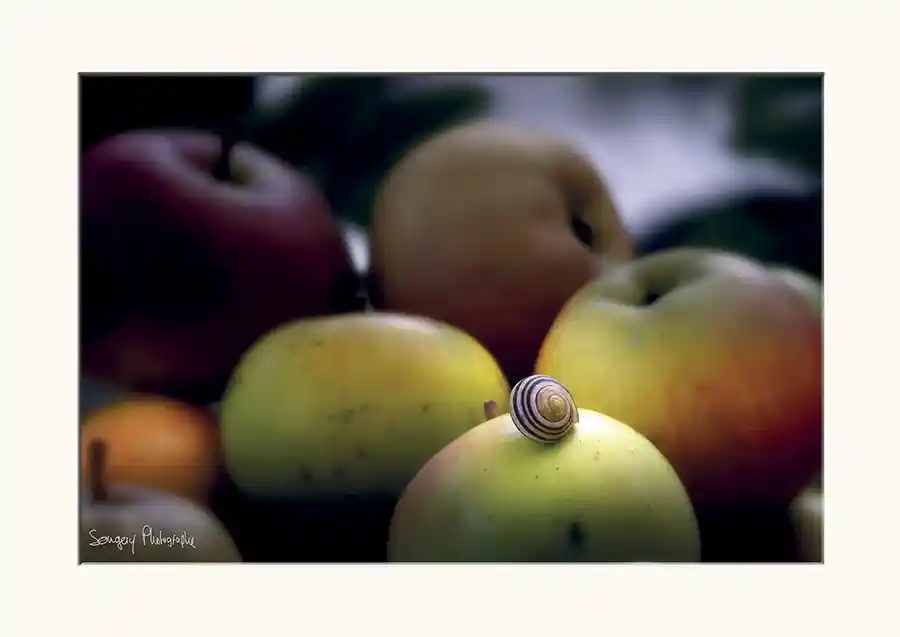Pommes - Photographie de pommes avec un escargot dans l'Ain par Songery Photographe