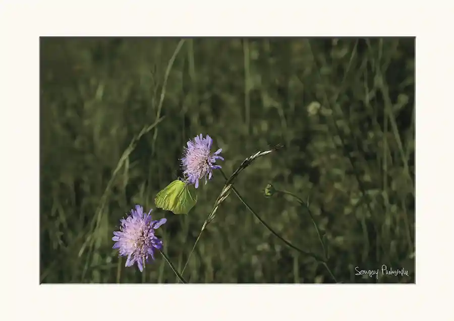 Citron - Photographie d'un papillon citron dans le Jura par Songery Photographe