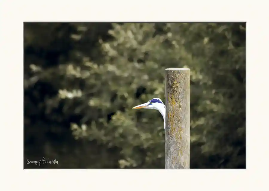 Ardea cinerea - Photographie d'un héron cendré dans le Jura par Songery Photographe